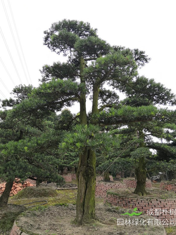 罗汉松的花期是几月，什么时候开花？